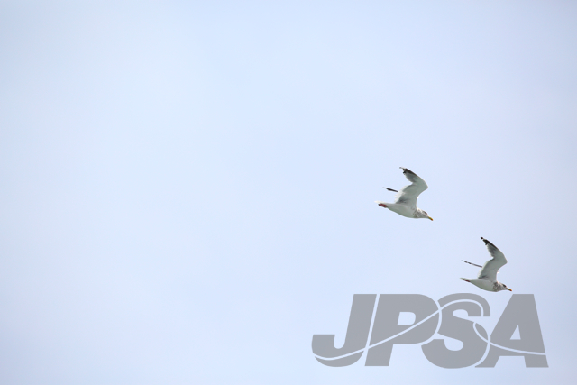 20141102131227_JK5D5615m.jpg